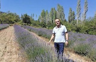 Kütahya’da kıraç araziler lavanta kokacak