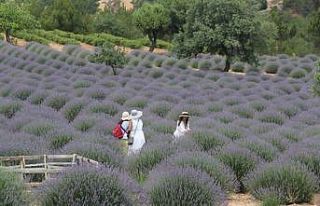 Lavanta Kokulu Köy’de sezon devam ediyor
