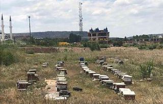 Mahallede ortasına konulan onlarca arı kovanı görenleri...