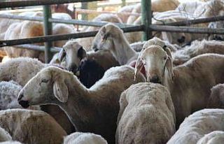 Malatya Hayvan Pazarında kurbanlıklar hazır, alıcılarını...