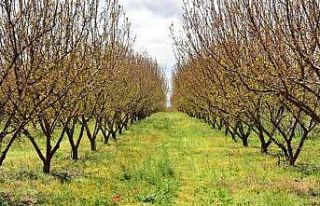 Malatya’da hazine arazileri ağaçlandırılacak