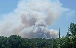 Manisa’da orman yangını