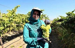 Manisa’da üzüm hasadı başlıyor