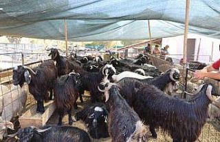 Marmaris’te kurbanlık hayvan satışları başladı