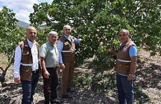 ’Menengiçten Antep Fıstığına Giden Yol’ Selendi’den...