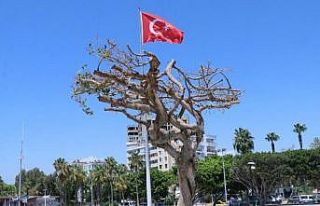 Mersin Büyükşehir Belediyesi’nden ’ağaç’...