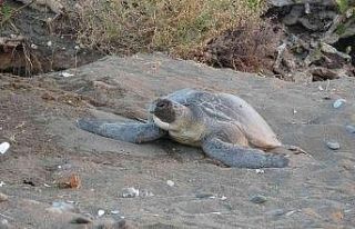 Mersin’de 4 bine yakın caretta caretta yuvası...