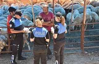 Mersin’de hayvan satıcıları dolandırıcılara...