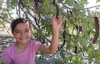 Mersin’de hırsızlar nedeniyle keçiboynuzu hasadına...