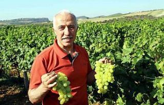 Mersin’de üzüm şenliği düzenleniyor