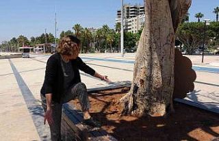 Mersin’de yarım asırlık ağacın kurutulmasına...
