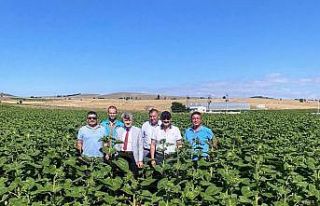 Müdür Özçalık ve Rektör Uysal ayçiçeği tarlalarını...