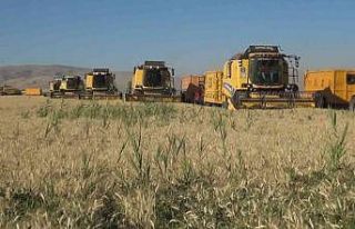 Muş Ovası’nda arpa ve buğday hasadı