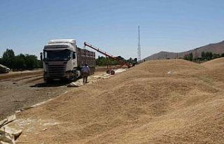 Muş’ta hasadı yapılan buğdayların satışına...