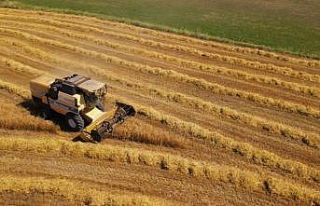 Mustafakemalpaşa’da buğday hasadı başladı