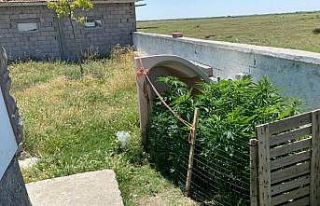 Müstakil evin bahçesinde kenevir ele geçirildi