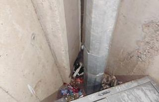 Nesli tükenme tehlikesindeki porsuk Adıyaman’da...