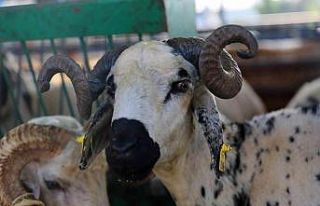 Nilüfer Kurban Bayramı’na hazır