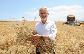 Nilüfer’in ekolojik buğdayının hasadı başladı