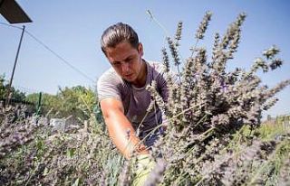 Nilüfer’in Tıbbi-Aromatik Bitki İşleme Tesisi...