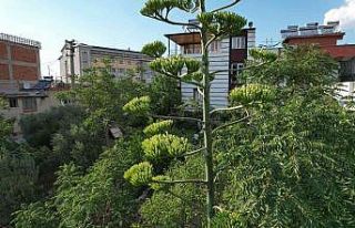 Ömründe bir kere çiçek açan sabır otu Denizli’de...