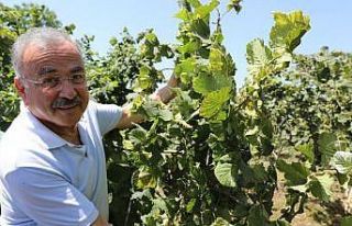 Ordu’da fındık dalda kalmıyor