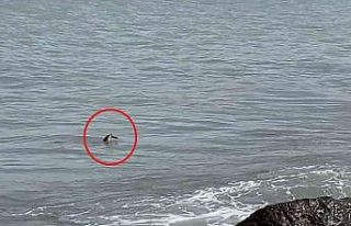 Ordu’da nesli tükenmekte olan su samuru görüldü
