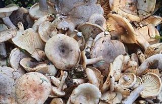 Orman mantarı lezzeti ile kendini aratıyor