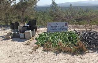 Ormana ektiği kenevirleri sularken yakalandı