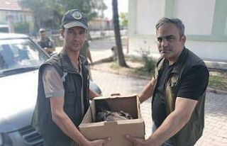 Ormancıların bulduğu yavru kara akbaba koruma altına...