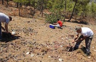 Ormanlarda dumansız yangına karşı biyolojik mücadele