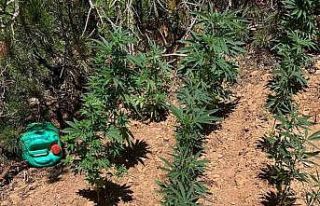 Ormanlık alanı kenevir bahçesine çevirmişler