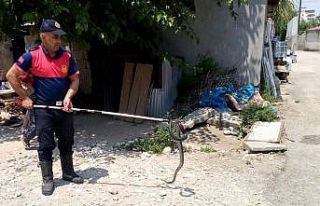 Osmaniye’de eve giren yılanı itfaiye yakaladı