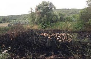 Otluk alanda çıkan yangın korkuttu