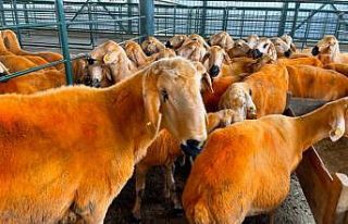 (ÖZEL) 13 ayda 100 kiloya ulaşan koç hayvan pazarında...