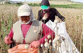 (ÖZEL) Afyonkarahisar’da haşhaş hasadı başladı