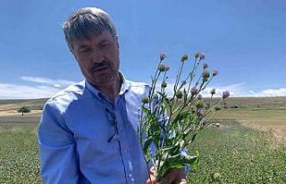 (ÖZEL) Anadolu’nun yenilenebilir bitkisel enerji...