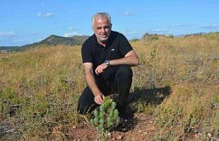 (Özel) Ayvalık’ta yanan alanlar ormana dönüşüyor