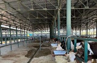 (ÖZEL) Boş kalan hayvan pazarlarında umutlu bekleyiş