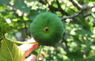 (Özel) Bu incirler yenmiyor, asılıyor