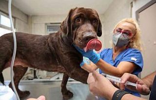 (Özel) Bursa’da ilk kez bir köpek, hücre kök...