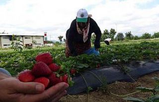 (Özel) Bursa’da yediveren hasat...