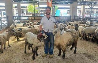 (Özel) Koçlara kafa tutan keçi