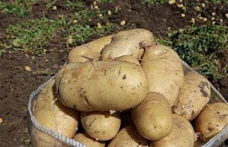 Patates 7 TL’yi bulan satış fiyatıyla üreticisinin...