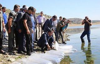 Porsuk Barajı’na pullu sazan yavrusu bırakıldı