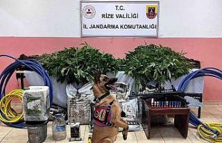 Rize’de ormanlık alanda 566 kök kenevir ele geçirildi