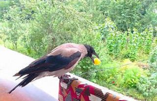 Rize’nin sempatik hırsızı