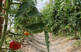 Safranbolu Belediyesi’nin seraları mahsul vermeye...