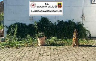 Sakarya’da 10 bin 476 kök kenevir ele geçirildi:...