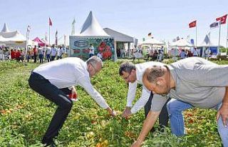 Salçalık domateste marka olan Karacabey’de domates...